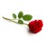 Red Rose  + AED15 